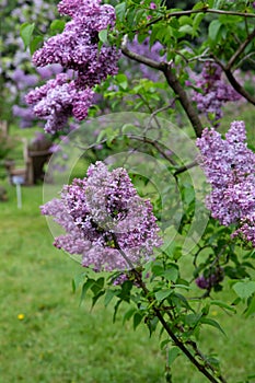 Lilas ÃÂ  fleurs de jacinthe Hyacinth lilac Syringa x hyacinthiflora Daphne Pink.Oleaceae photo